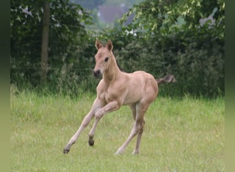 American Quarter Horse, Hengst, Fohlen (05/2024), 155 cm, Grullo