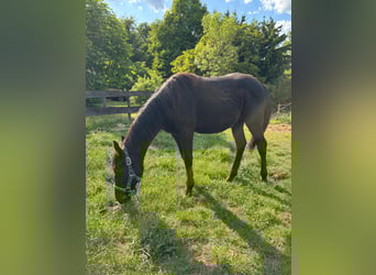 American Quarter Horse, Hengst, , 155 cm, Rappe