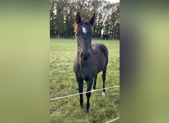 American Quarter Horse, Hengst, Fohlen (04/2024), 155 cm, Rappe