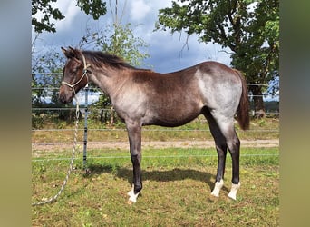 American Quarter Horse, Hengst, Fohlen (03/2026), 155 cm, Roan-Blue