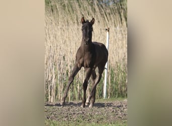 American Quarter Horse, Hengst, Fohlen (04/2024), 155 cm, Roan-Blue