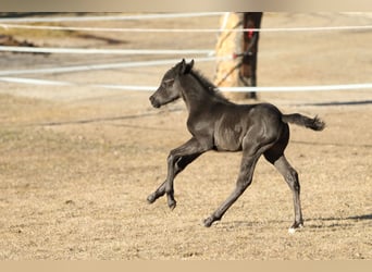 American Quarter Horse, Hengst, , 155 cm, Roan-Blue