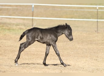 American Quarter Horse, Hengst, , 155 cm, Roan-Blue