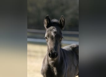 American Quarter Horse, Hengst, , 155 cm, Roan-Blue