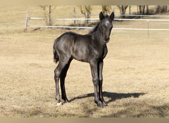 American Quarter Horse, Hengst, , 155 cm, Roan-Blue