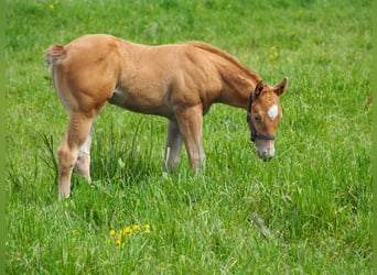 American Quarter Horse, Hengst, Fohlen (04/2024), 156 cm, Champagne