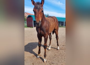 American Quarter Horse, Hengst, Fohlen (04/2023), 156 cm, Dunkelbrauner