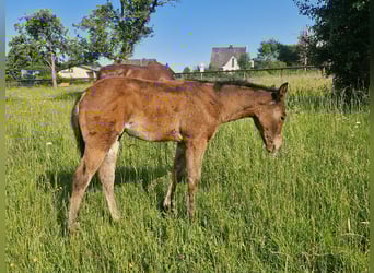 American Quarter Horse, Hengst, , 156 cm, Dunkelbrauner