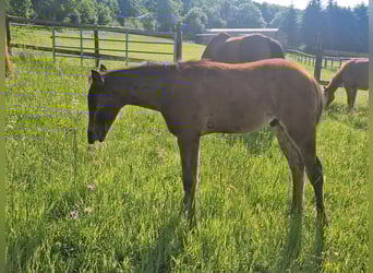 American Quarter Horse, Hengst, , 156 cm, Dunkelbrauner