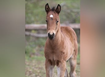 American Quarter Horse, Hengst, , 156 cm, Dunkelbrauner
