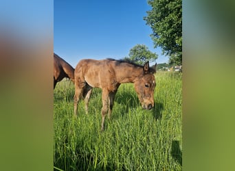 American Quarter Horse, Hengst, , 156 cm, Dunkelbrauner