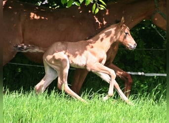 American Quarter Horse, Hengst, Fohlen (04/2024), 156 cm, Falbe