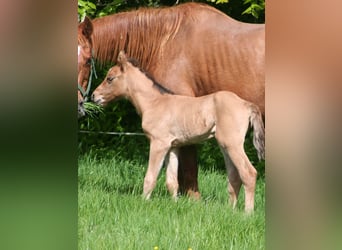 American Quarter Horse, Hengst, Fohlen (04/2024), 156 cm, Falbe