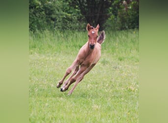 American Quarter Horse, Hengst, Fohlen (04/2024), 156 cm, Falbe