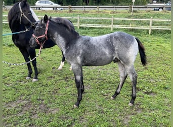 American Quarter Horse, Hengst, , 156 cm, Roan-Blue