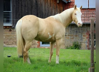 American Quarter Horse, Hengst, Fohlen (05/2023), 157 cm, Champagne
