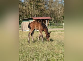 American Quarter Horse, Hengst, Fohlen (04/2024), 158 cm, Brauner