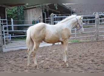 American Quarter Horse, Hengst, Fohlen (05/2024), 158 cm, Champagne