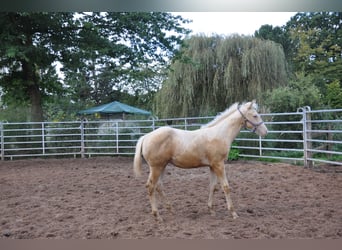 American Quarter Horse, Hengst, Fohlen (05/2024), 158 cm, Champagne