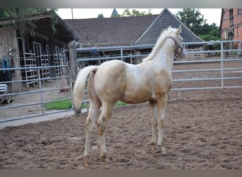 American Quarter Horse, Hengst, Fohlen (05/2024), 158 cm, Champagne