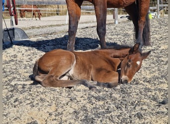 American Quarter Horse, Hengst, , 158 cm, Dunkelbrauner