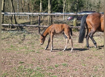 American Quarter Horse, Hengst, , 158 cm, Dunkelbrauner