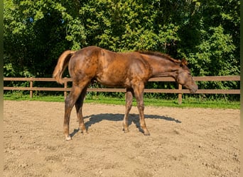 American Quarter Horse, Hengst, Fohlen (05/2026), 158 cm, Dunkelfuchs