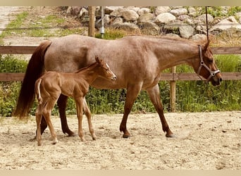 American Quarter Horse, Hengst, Fohlen (05/2026), 158 cm