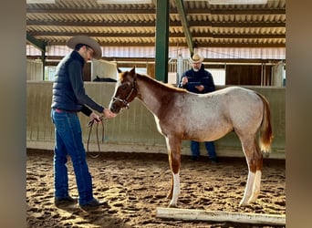 American Quarter Horse, Hengst, Fohlen (04/2026), 158 cm, Roan-Red