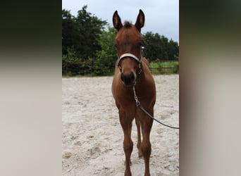 American Quarter Horse, Hengst, Fohlen (06/2025), 160 cm, Brauner