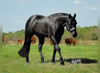 American Quarter Horse, Hengst, , 160 cm, Brauner