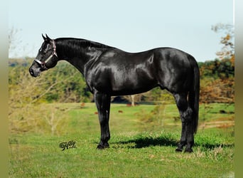 American Quarter Horse, Hengst, , 160 cm, Brauner