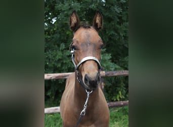 American Quarter Horse, Hengst, Fohlen (06/2025), 160 cm, Brauner