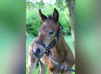 American Quarter Horse, Hengst, , 160 cm, Brauner