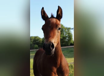 American Quarter Horse, Hengst, , 160 cm, Brauner