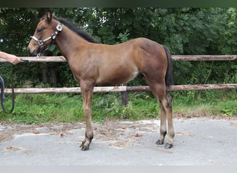 American Quarter Horse, Hengst, Fohlen (06/2025), 160 cm, Brauner