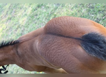 American Quarter Horse, Hengst, , 160 cm, Brauner