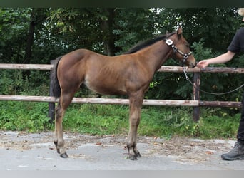 American Quarter Horse, Hengst, Fohlen (06/2025), 160 cm, Brauner