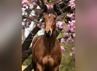 American Quarter Horse, Hengst, , 160 cm, Brauner