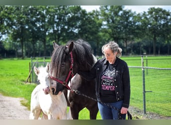 American Quarter Horse Mix, Hengst, Fohlen (06/2024), 160 cm, Cremello