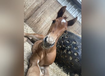 American Quarter Horse, Hengst, Fohlen (06/2024), 160 cm, Fuchs