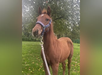 American Quarter Horse, Hengst, Fohlen (06/2024), 160 cm, Fuchs