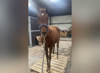 American Quarter Horse, Hengst, Fohlen (06/2024), 160 cm, Fuchs