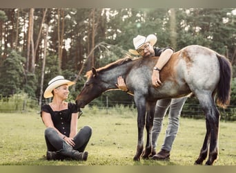 American Quarter Horse, Hengst, Fohlen (04/2024), 160 cm, Roan-Bay