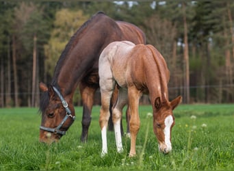 American Quarter Horse, Hengst, Fohlen (04/2026), 160 cm, Roan-Red