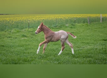American Quarter Horse, Hengst, Fohlen (04/2026), 160 cm, Roan-Red