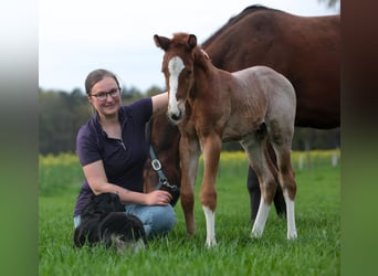 American Quarter Horse, Hengst, Fohlen (04/2026), 160 cm, Roan-Red