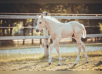 American Quarter Horse, Hengst, Fohlen (05/2025), 163 cm, Palomino