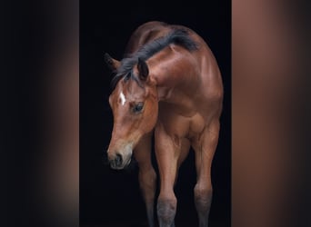 American Quarter Horse, Hengst, Fohlen (04/2023), 165 cm, Brauner