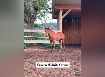 American Quarter Horse, Hengst, Fohlen (04/2026), Brauner
